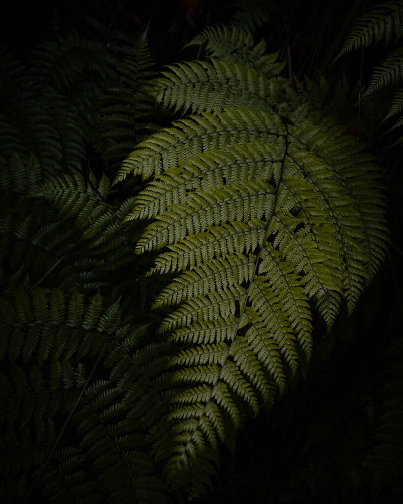 Intricate Green Fern Leaf Wallpaper: Nature's Vibrant Texture Close-Up