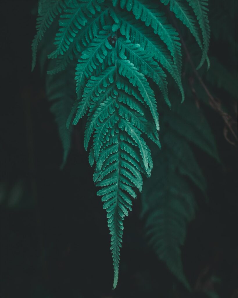 Close-Up of Intricate Green Fern Leaf on Dark Background – Wallpaper