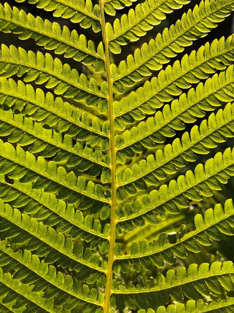 Close-Up Green Fern Wallpaper: Intricate Natural Patterns & Bright Foliage
