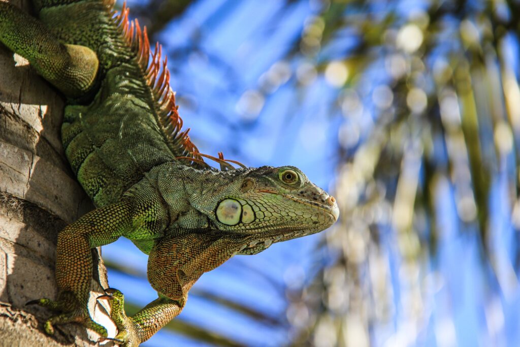 Close-Up Green Iguana Wallpaper: Textured Skin & Blue Sky Background