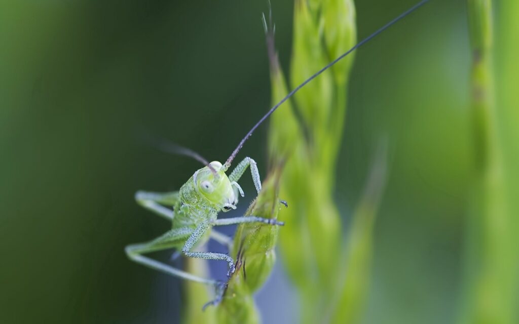 Vibrant Green Insect Close-Up on Grass - Wallpaper Background