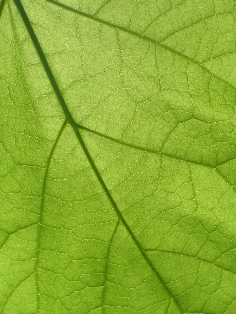 Macro Green Leaf Wallpaper: Intricate Vein Patterns & Texture Details