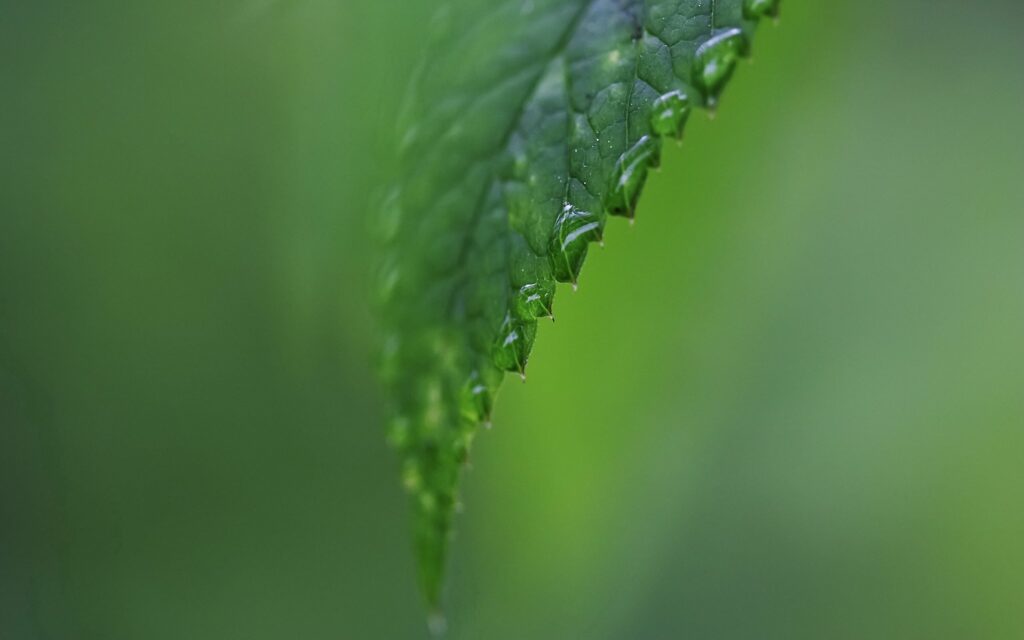 Intricate Green Leaf Close-Up with Dew Drops - Nature Wallpaper