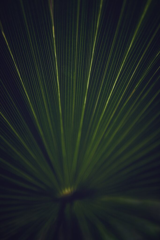 Macro Green Leaf Wallpaper: Striped Texture for a Calming Aesthetic