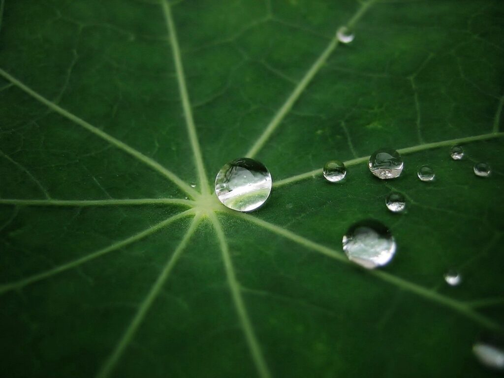 Refreshing Green Leaf Wallpaper with Dewdrops & Intricate Veins