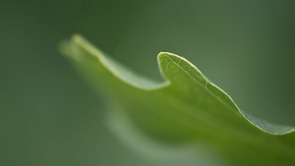 Close-Up Green Leaf Wallpaper: Delicate Texture & Vibrant Color