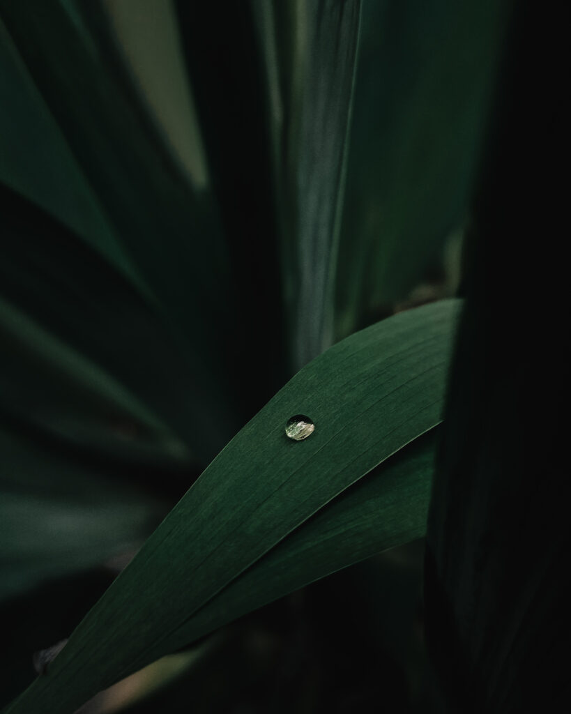 Close-Up Green Leaf Wallpaper with Water Droplet - Nature's Beauty