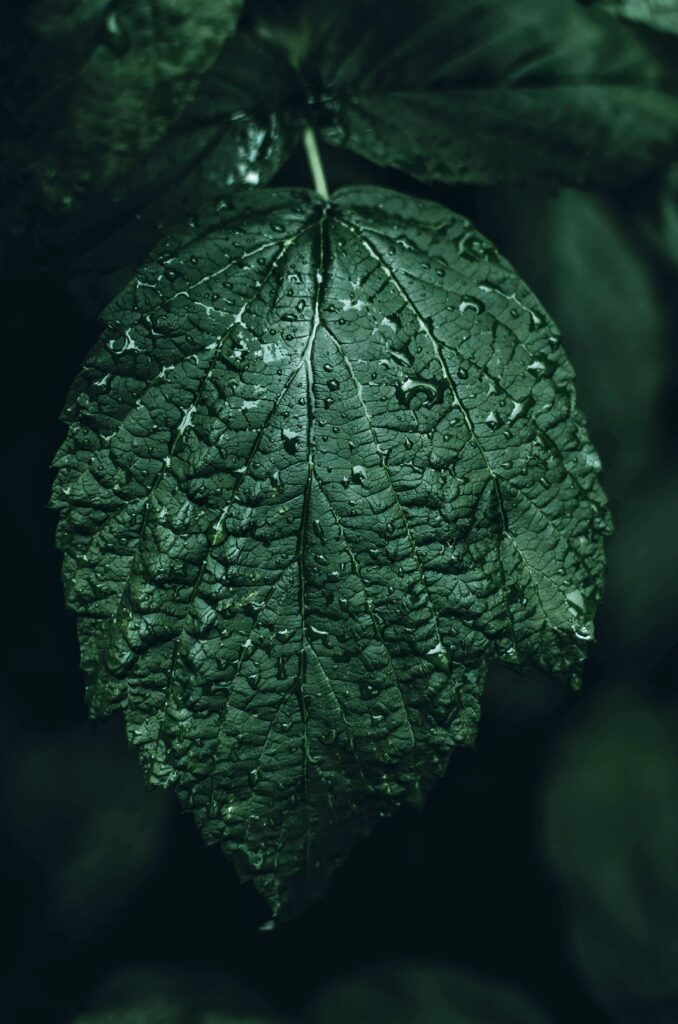 Intricate Green Leaf Wallpaper with Water Droplets - Soft Motion Blur