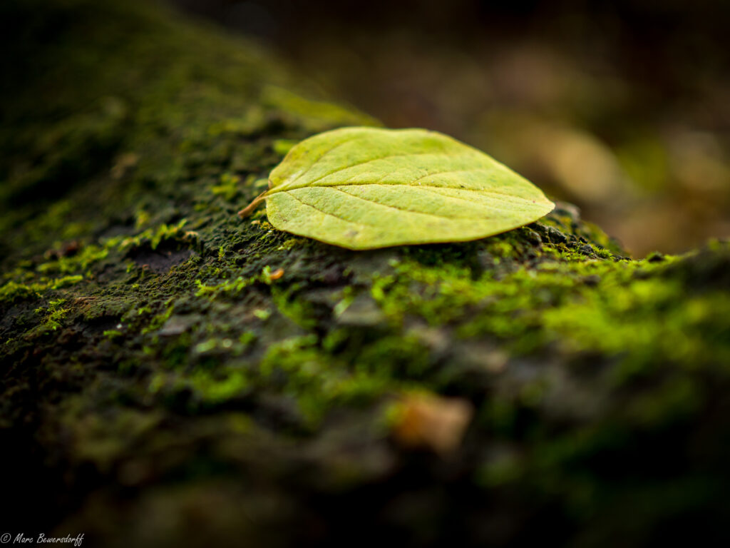 Close-Up of Green Leaf on Mossy Tree Trunk - Tranquil Wallpaper