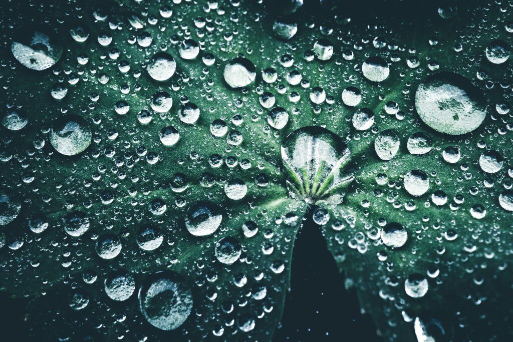Intricate Close-Up of Dewy Green Leaf - Stunning Wallpaper Background