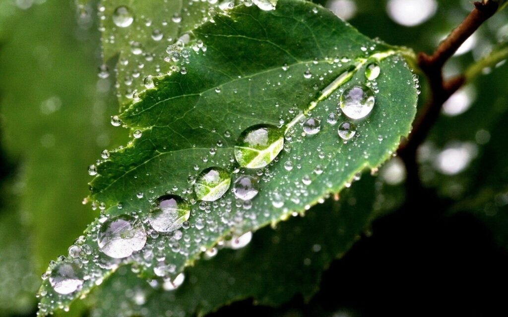 Close-Up Green Leaf with Dew Drops - Fresh Natural Wallpaper Background