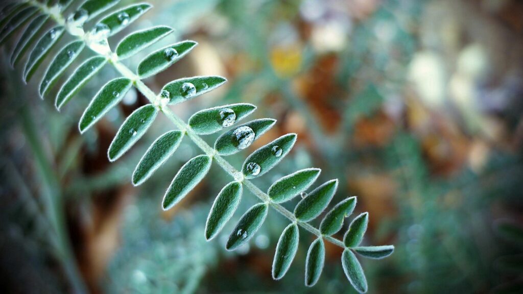Stunning Green Leaf with Dew Drops - Natural Light Wallpaper