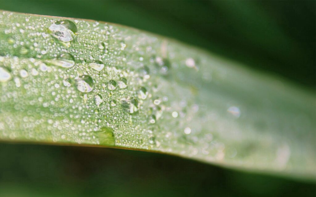 Close-Up of Green Leaf with Dewdrops - Nature Wallpaper Background