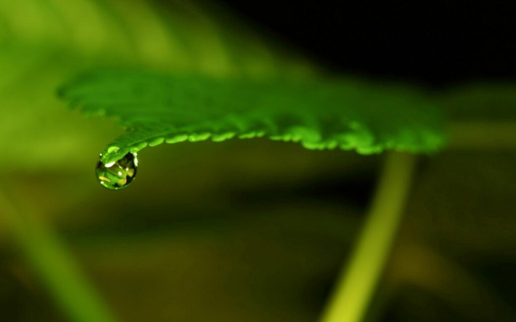 Close-Up of Green Leaf with Water Drop - Nature Wallpaper Background