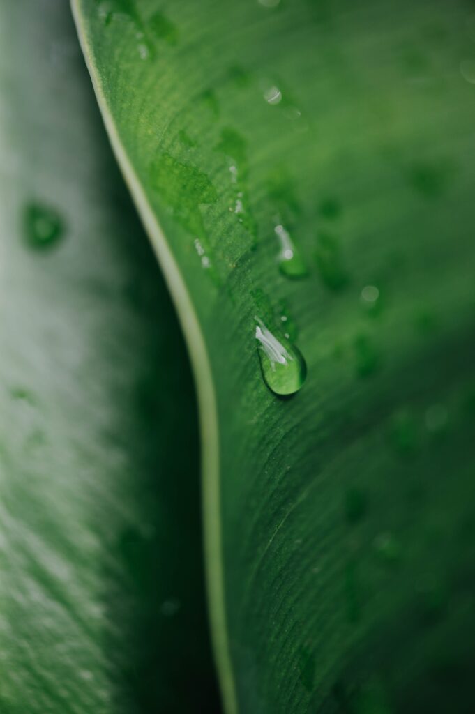 Fresh Green Leaf with Water Droplet - Natural Wallpaper Background