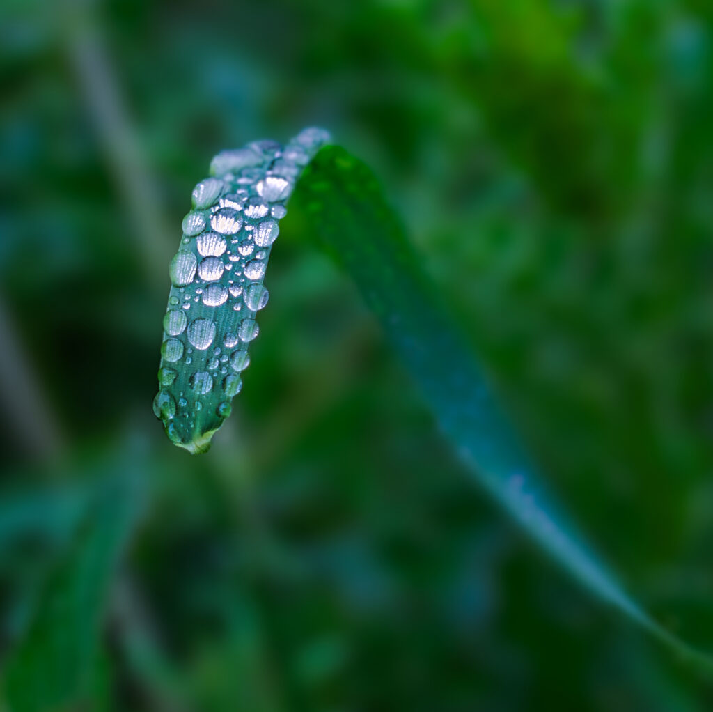 Fresh Green Leaf Macro with Water Droplets - Tranquil Wallpaper