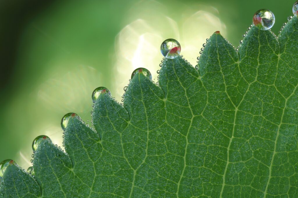 Close-Up Green Leaf with Water Droplets - Intricate Vein Patterns Wallpaper