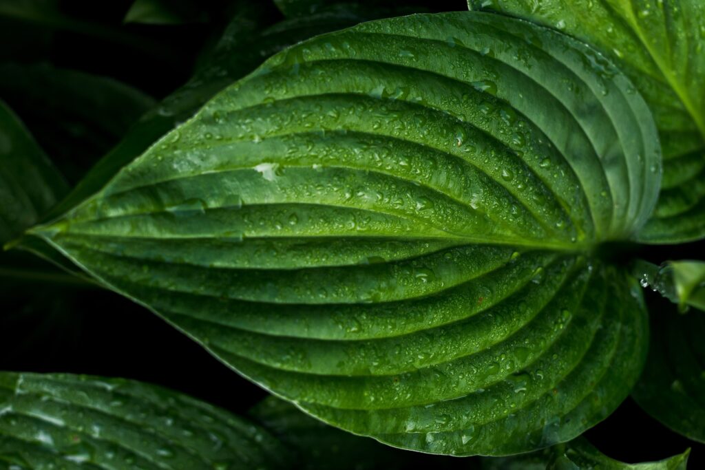 Close-Up Green Leaf with Water Drops - Nature Wallpaper Background