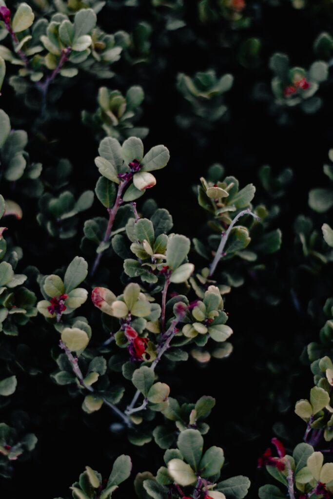 Delicate Green Leaves with Red Hints: Lush Wallpaper Background