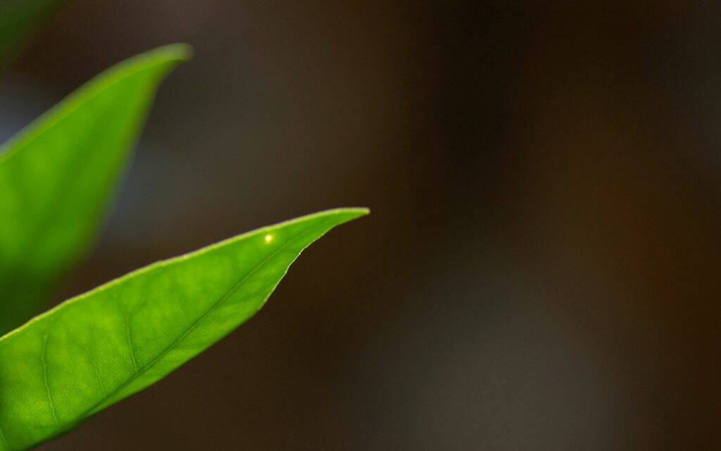 Vibrant Green Leaves Close-Up Wallpaper with Soft Lighting