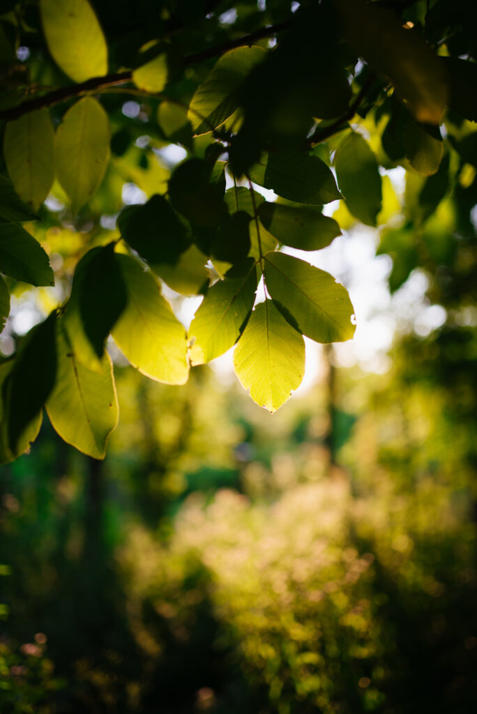 Sunlit Green Leaves Wallpaper: Peaceful Nature Background