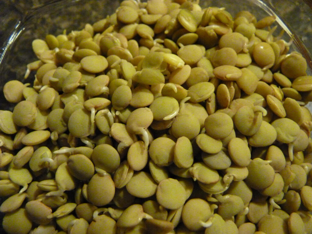 Green Lentils with Sprouts in Glass Bowl: Textured Wallpaper Background