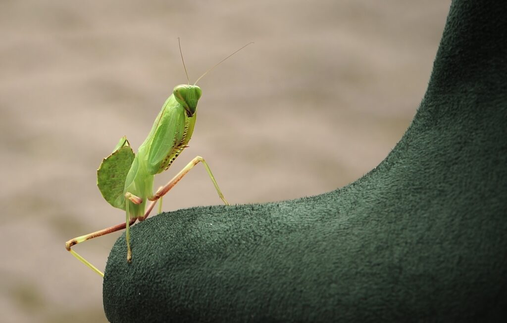 Close-Up of Green Mantis on Dark Textured Surface - Wallpaper Background