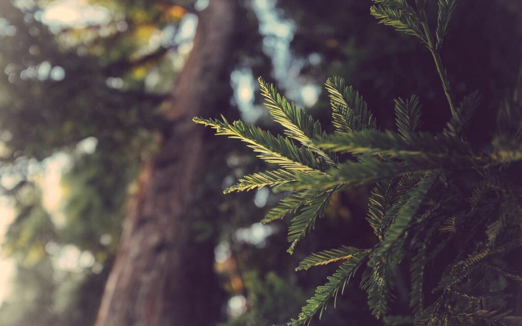 Close up of green plant branch with detailed needles in soft natural light forest background wallpaper