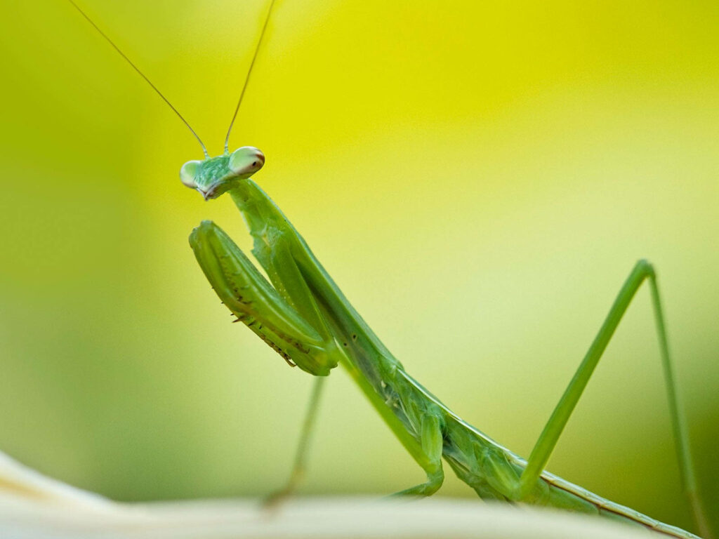 Close-Up of Vibrant Green Praying Mantis Against Soft Background Wallpaper