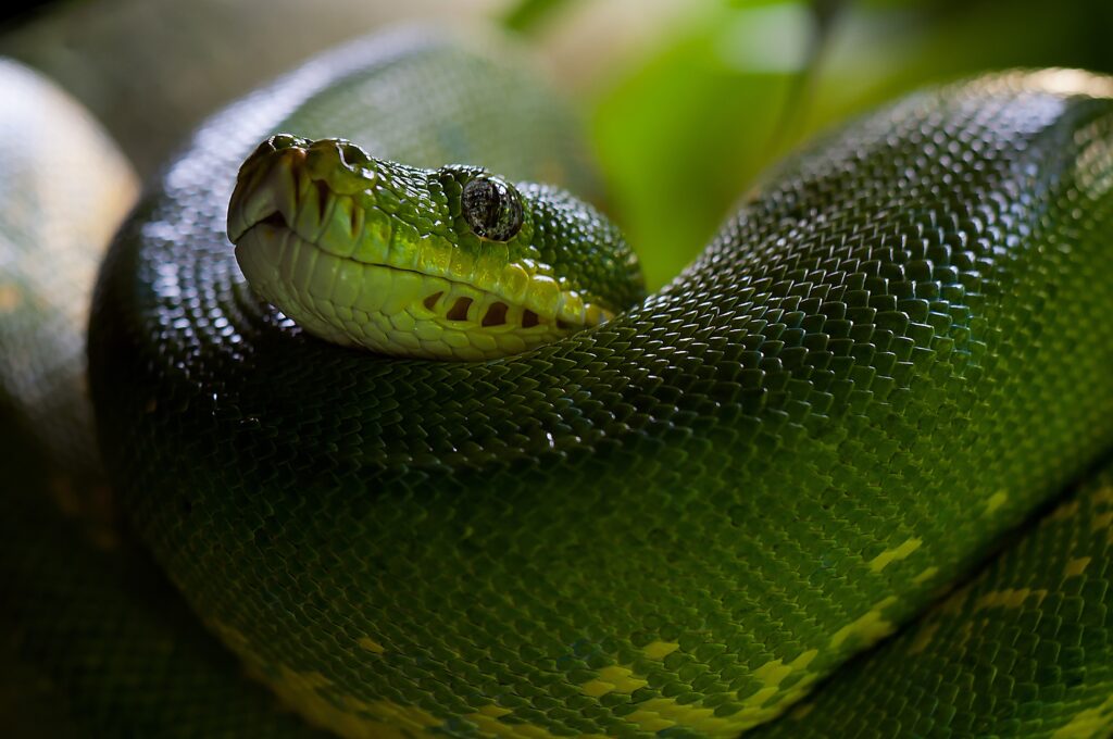 Close-Up of a Green Python: Elegant Scales & Captivating Eyes Wallpaper
