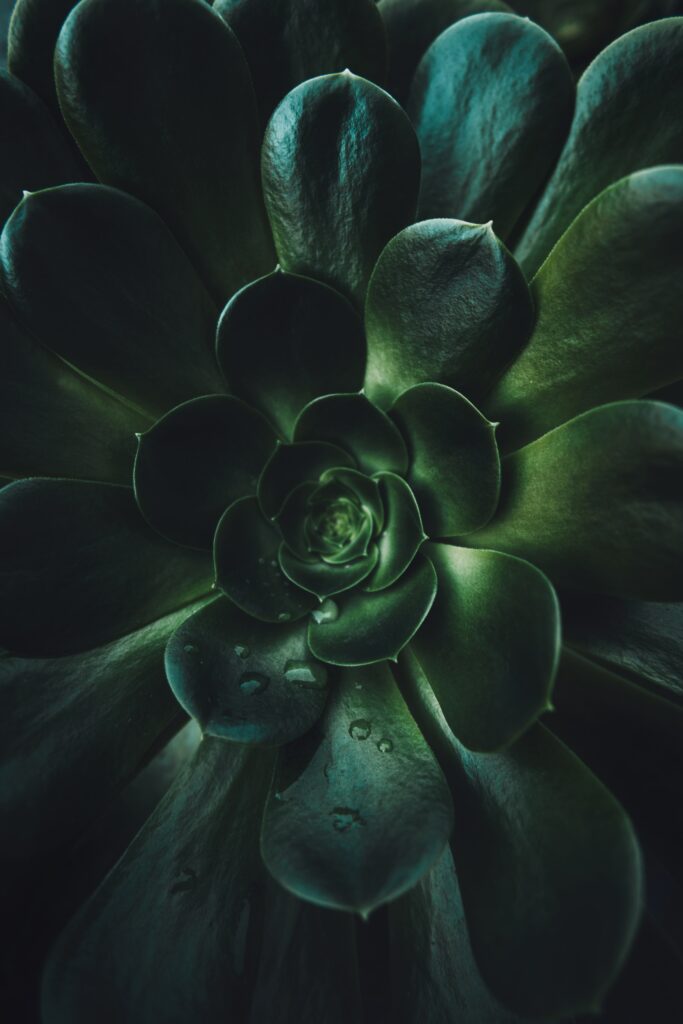 Vibrant Green Succulent Close-Up: Intricate Rosette Wallpaper