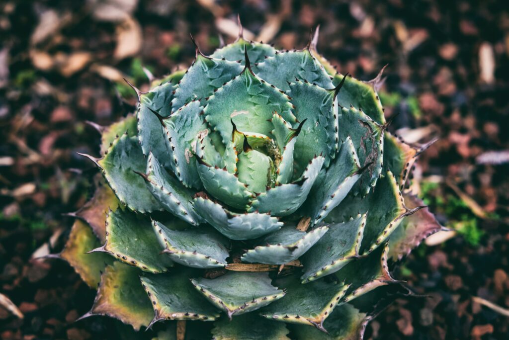 Close-Up Green Succulent Wallpaper with Earthy Blurred Background