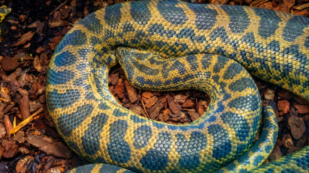 Close-up of green yellow anaconda coiled on forest floor showing patterned scales natural habitat Wallpaper