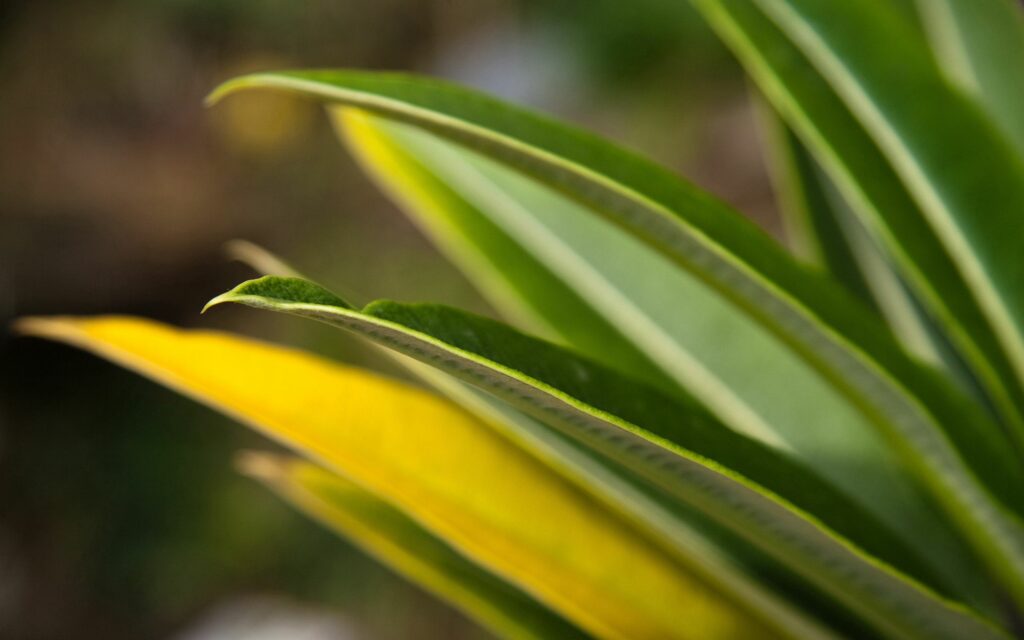 Close-Up Green & Yellow Leaves: Natural Texture Wallpaper Background
