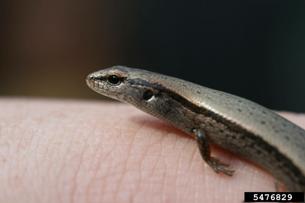 Close-Up Ground Skink Lizard Wallpaper: Smooth Scaled Profile