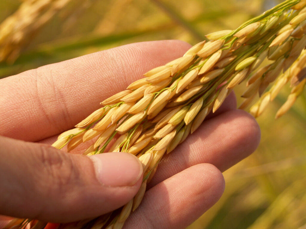 Golden Rice Stalks in a Sunny Field - Nature Wallpaper Background