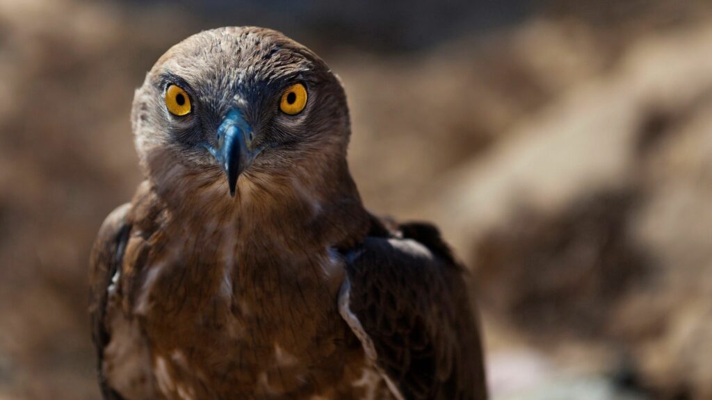 Close-Up Hawk Wallpaper: Captivating Yellow Eyes & Sharp Beak