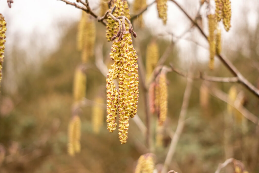 Serene Hazel Catkins Wallpaper: Intricate Macro Aesthetic Background