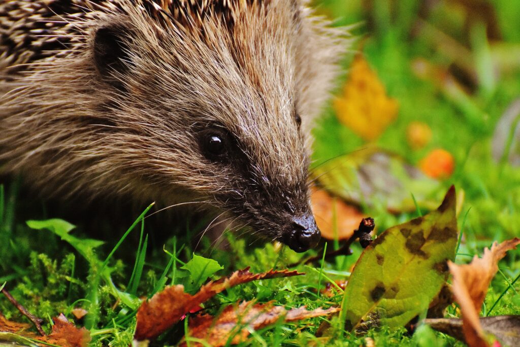 Close-Up Hedgehog Wallpaper: Detailed Spikes & Vibrant Background