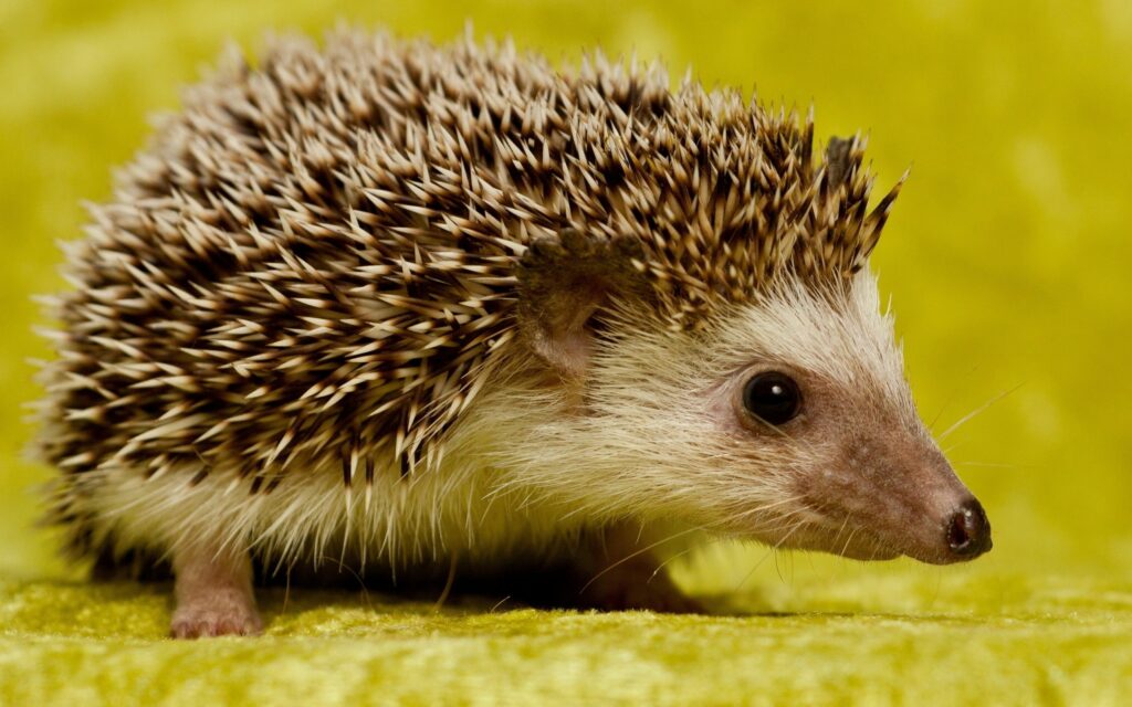 Vibrant Hedgehog Close-Up: Spines & Curious Expression Wallpaper