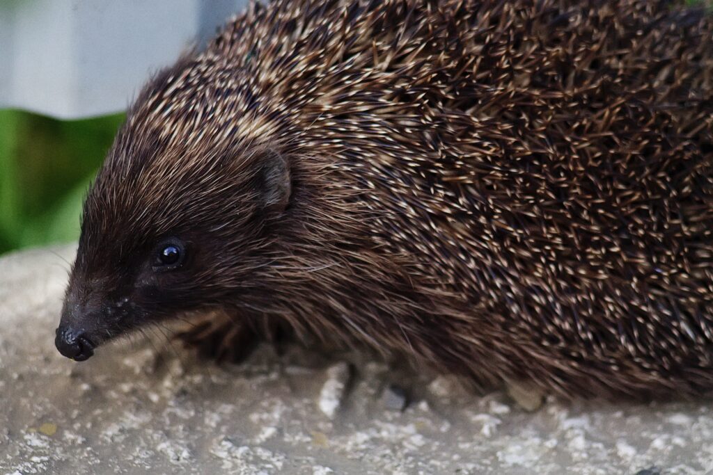 Close-Up Hedgehog Wallpaper: Textured Thorns & Curious Muzzle
