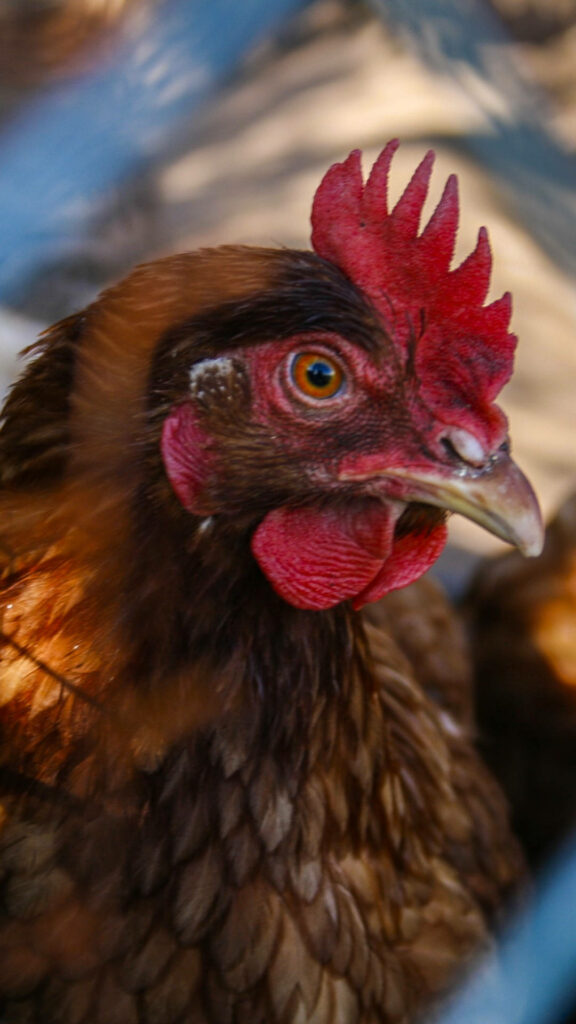 Close-Up Hen Wallpaper: Stunning Feathers & Vivid Eye Detail