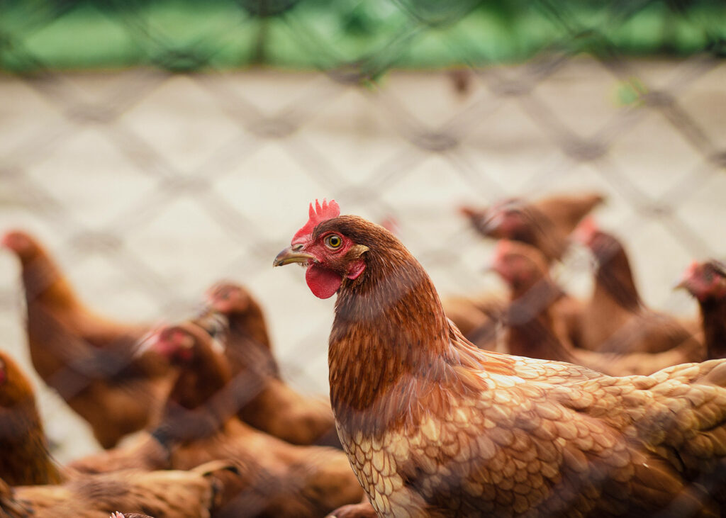 Rustic Farmyard: Close-Up of Hen with Fenced Background Wallpaper
