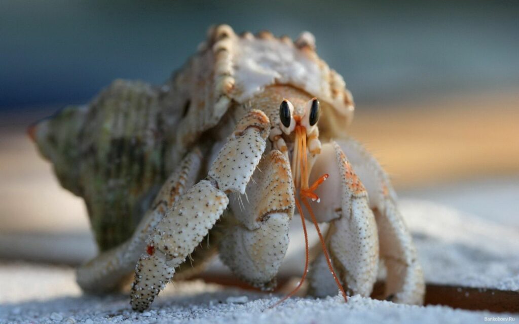 Close-Up of Hermit Crab on Sand: Intricate Claws & Textured Shell Wallpaper