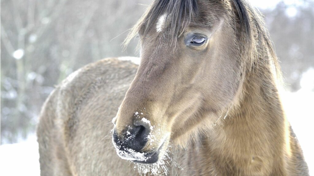 Stunning Horse Close-Up Wallpaper: Snowy Mane & Wintry Background