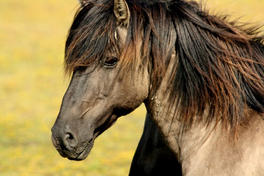 Close-Up Horse Wallpaper: Strong Muzzle & Flowing Mane Focus