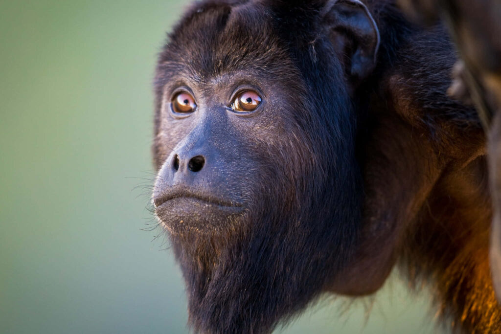 Close-Up Howler Monkey Portrait: Eyes, Fur & Natural Background Wallpaper