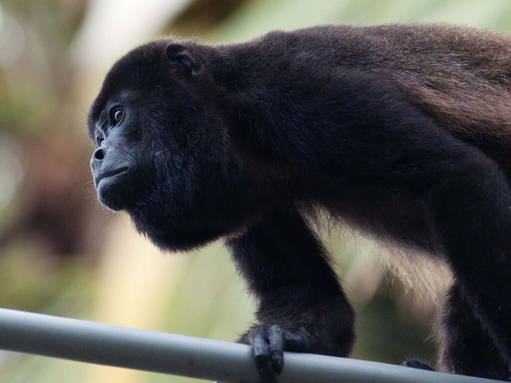 Close-Up Howler Monkey Wallpaper: Expressive Profile on Branch