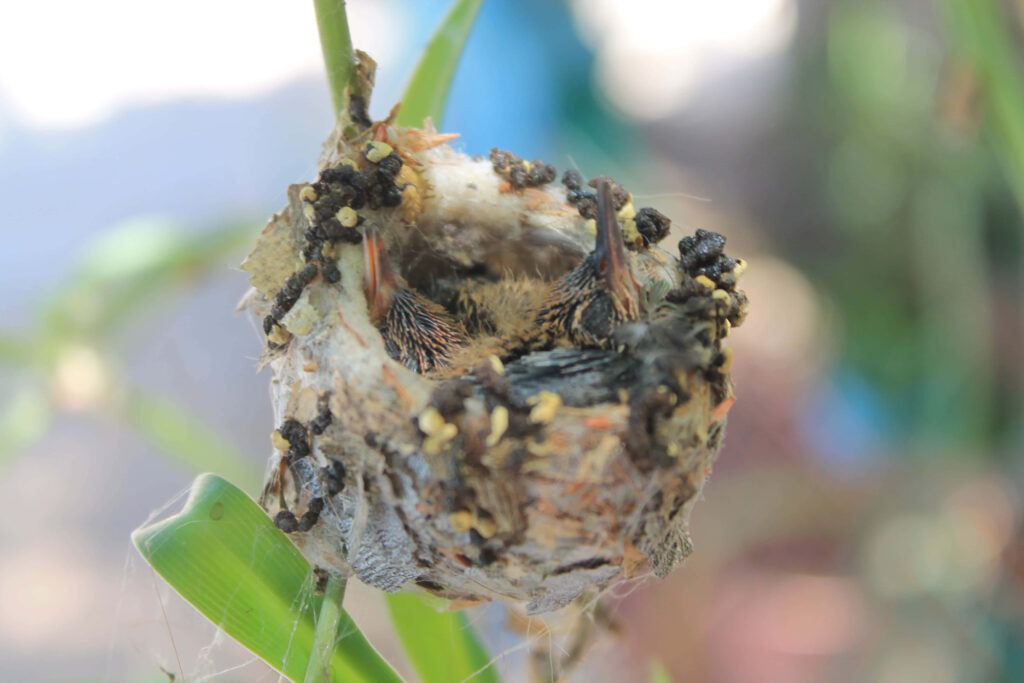 Delicate Hummingbird Nest: Nature's Craftsmanship & Tiny Chicks Wallpaper