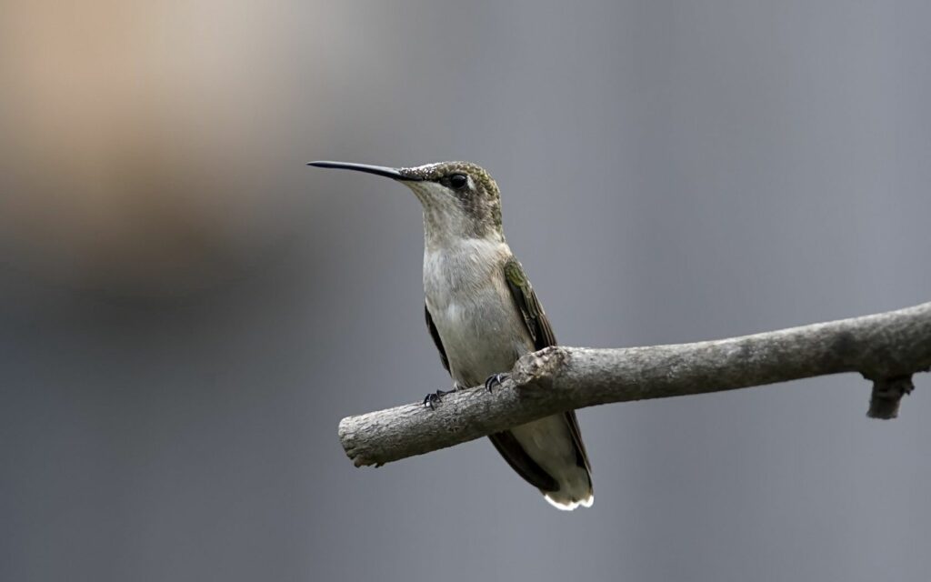 Graceful Hummingbird Perched on Twig - Serene Nature Background Wallpaper